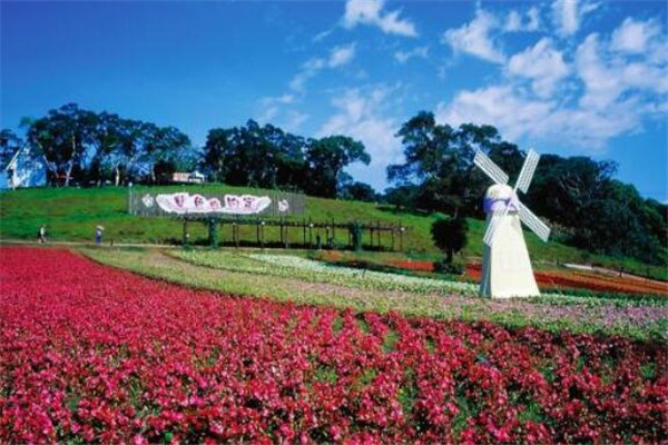 世界最著名的十大花海:普罗旺斯薰衣草园超浪漫 第10看油菜花插图3