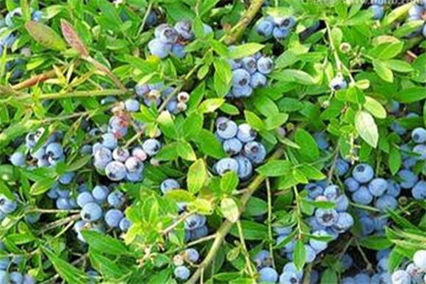 鄂州最好玩的地方推荐 鄂州好玩的地方排行榜插图3