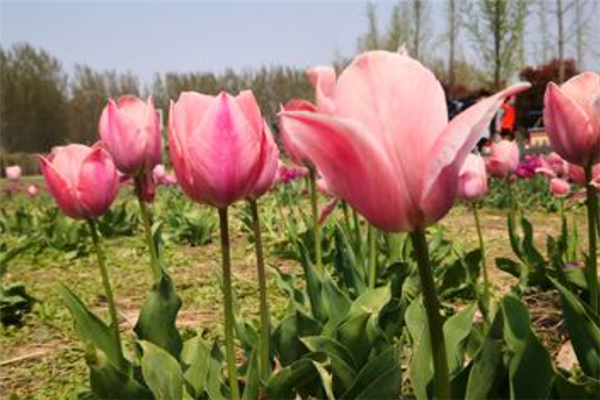 安阳十大风景名胜排行榜：殷墟上榜，第七是岳飞庙插图3