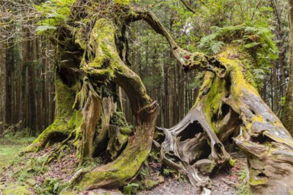 嘉义最好玩的地方推荐 嘉义好玩的地方排行榜插图7