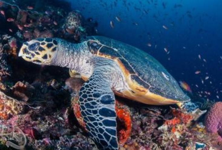 亚洲十大潜水胜地排名 最佳潜水胜地潜水者必去插图2