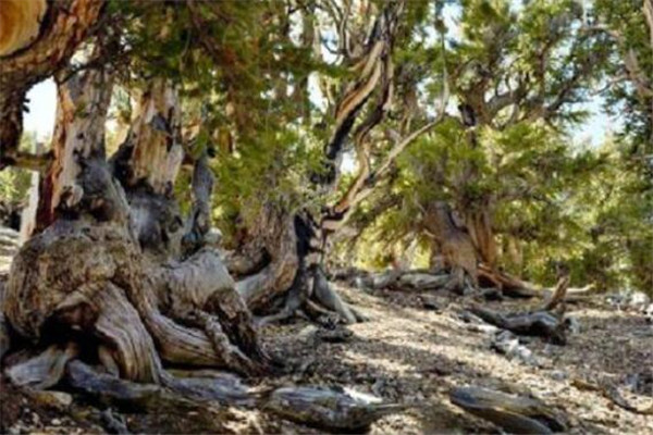 世界最迷人的十大森林 佐加野竹林宛如画卷，最后是地球之肺插图8