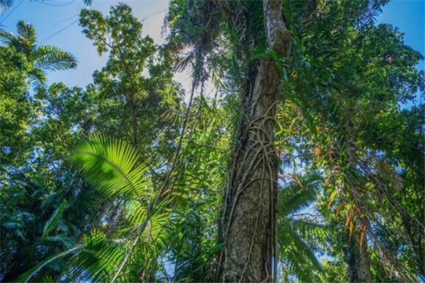 世界最迷人的十大森林 佐加野竹林宛如画卷，最后是地球之肺插图3