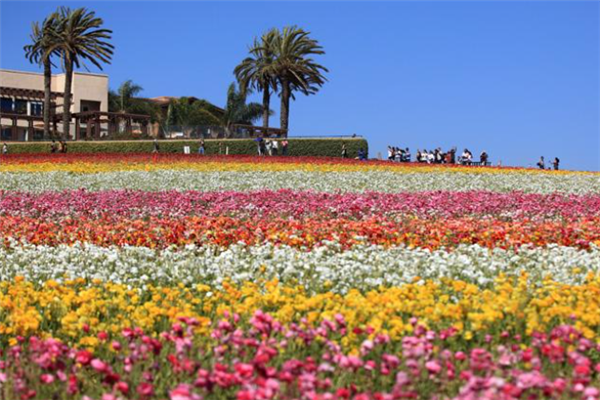 世界十大最美花海：郁金香花海上榜，第九迷人又危险插图2