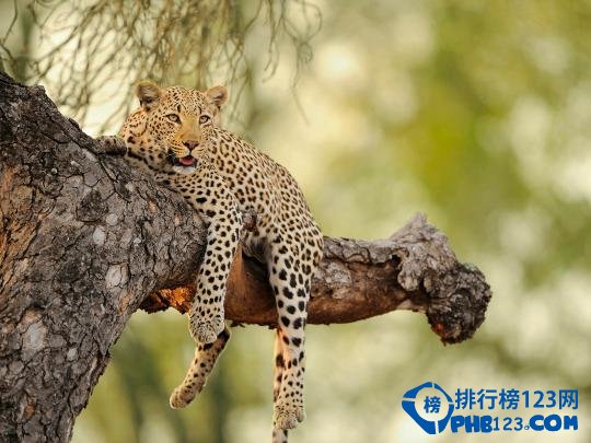 十大现实中的侏罗纪公园排行榜插图6