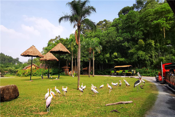 中国十大森林动物园 广州长隆野生动物园知名度高占地广插图