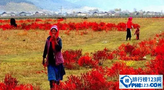 中国秋天最美的十个地方插图7