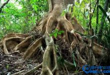 国内十大天然氧排行榜|爱分享