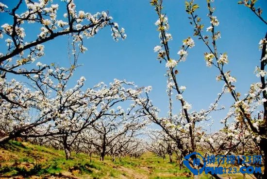 国内十大赏梅胜地插图2