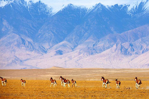 新疆十大爬山好去处：阿尔金山上榜，第一名高度仅次珠峰插图2