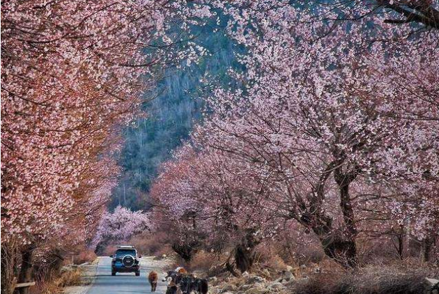 中国最美十大花海 让你享受最独特的浪漫插图4