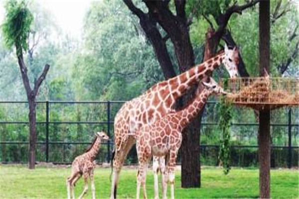 济南十大人少好玩的景点：莱芜野雪湖第7，第10绿色天堂插图