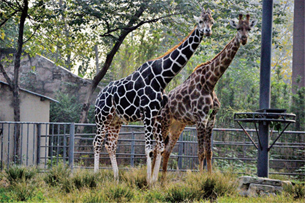 重庆十大热门动植物园:南山植物园上榜，第十在室内插图3