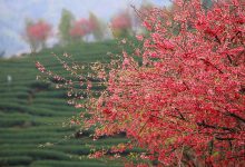 福建省内自驾游前十名:天然氧吧永泰云顶上榜 还有花海梯田|爱分享