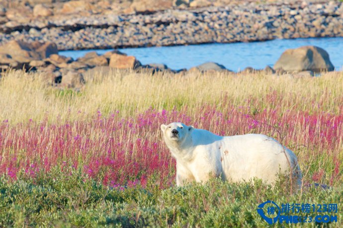 加拿大十大梦幻之地排行榜插图3