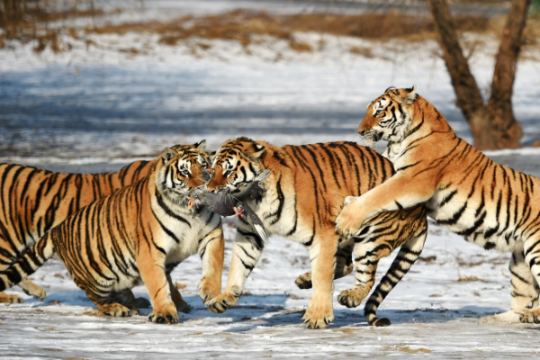 长春十大网红景点排名，伪满皇宫博物院上榜 这有山建筑个性插图1