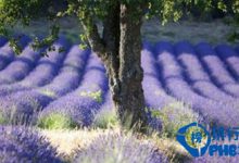 2016不可错过的八大旅行地排行榜|爱分享