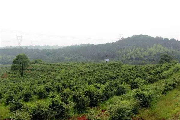 西安十大公园排行榜：钟鼓楼广场上榜，它占据第一插图3