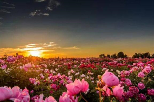 世界最著名的十大花海:普罗旺斯薰衣草园超浪漫 第10看油菜花插图6