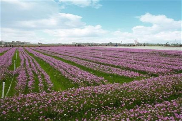 湛江十大风景名胜排名：灯楼角上榜，第9网红拍照地插图7