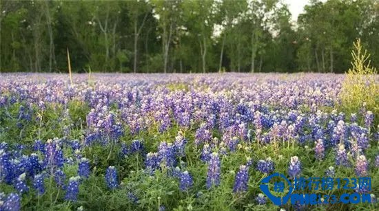 美国十大野花观赏地排行榜插图6