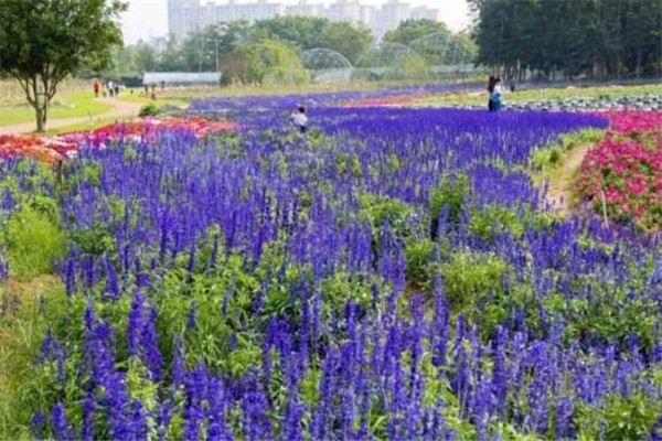 厦门八大约会圣地 你带女神去过哪几个呢插图6