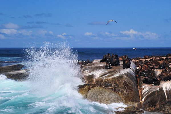 南非十大必去景点:南非不止有钻石还有美景和憨态可掬的企鹅插图2