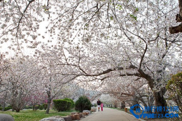 中国的十大赏樱胜地 看樱花不必去日本插图5