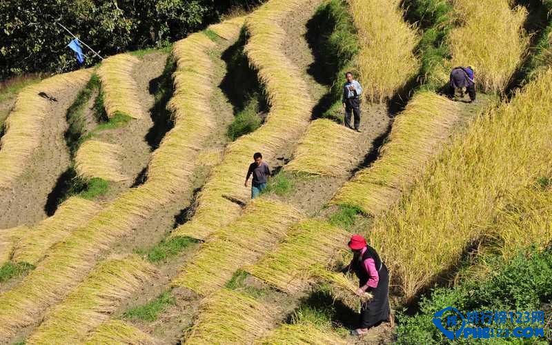 全球最美的十大梯田排行榜插图2