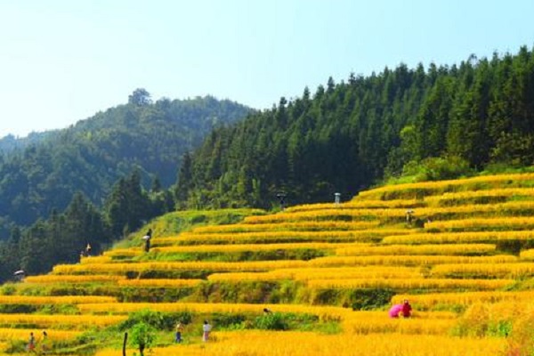 中国十大最美梯田榜:元阳梯田第二，第七在中国最美乡村插图7