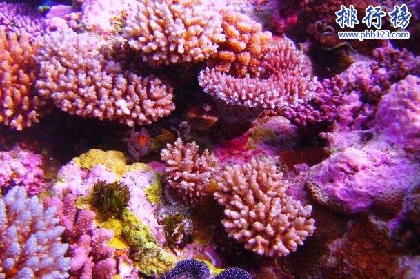 世界十大美丽环礁，第一无人居住鸟类众多插图4