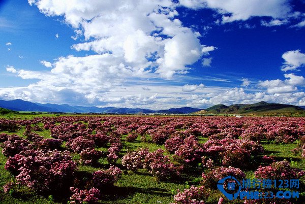 盘点2016中国最佳赏花十大圣地插图5