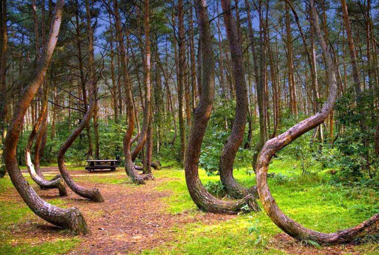 全球最美丛林排行榜 亚马逊热带雨林列第一，第三为童话诞生地插图1