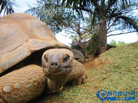 盘点全球十大不为人知的神秘岛屿插图3