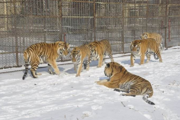 哈尔滨必游景点排名 7大旅景点，有你喜欢的吗插图4