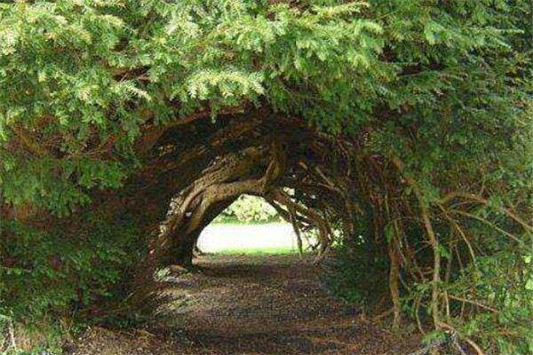 世界最美的十大树隧道 乌克兰爱的隧道一定要去插图4