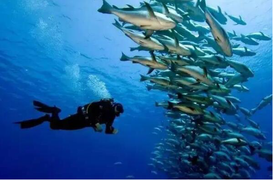 世界潜水胜地排名 魔鬼鱼村第三,椰子岛很是凶险插图9