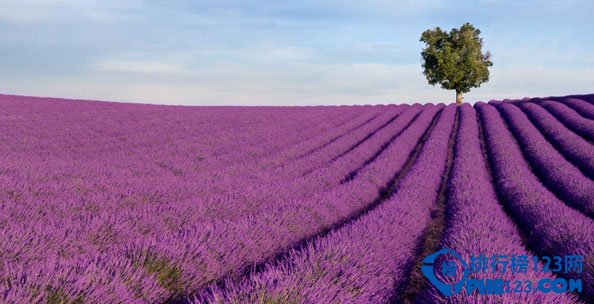 盘点全球十大最美的薰衣草花田插图1