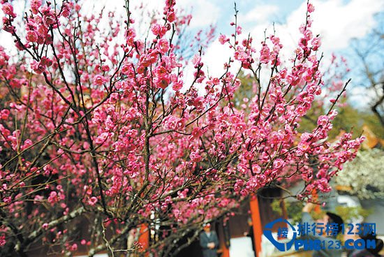 中国最美丽的十大梅园插图5