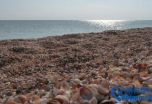 全球最有特色的沙滩排名：粉色沙滩魅力难挡(蜜月圣地)|爱分享