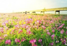 安徽省阜阳十大景区排行榜：木一博览园上榜，明清苑第三|爱分享