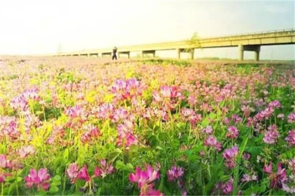 安徽省阜阳十大景区排行榜：木一博览园上榜，明清苑第三插图8