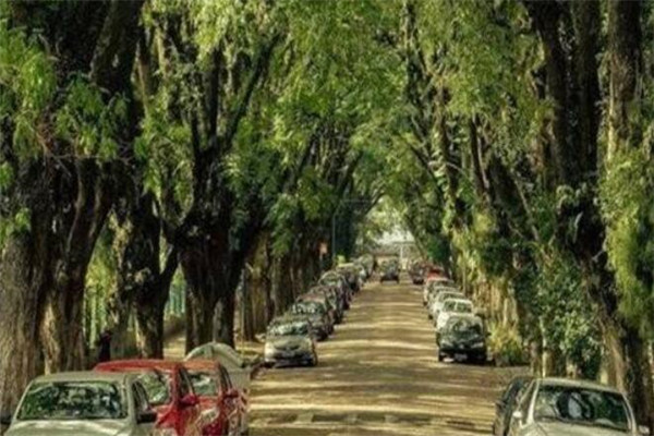 世界最美的十大树隧道 乌克兰爱的隧道一定要去插图5