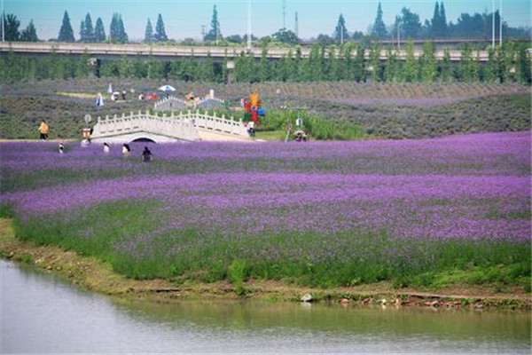 南京十大公园广场排名:河岸花海上榜，第3民国风情插图3