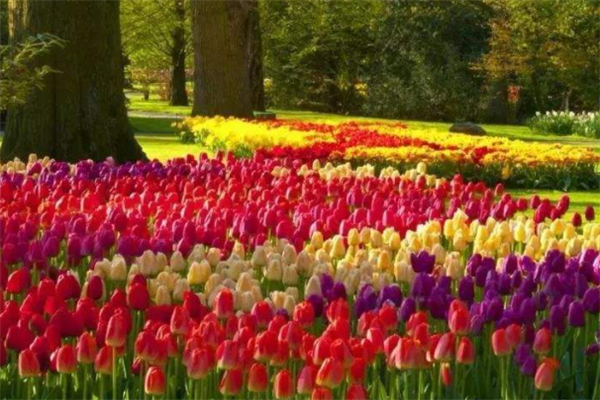 世界十大最美花海：郁金香花海上榜，第九迷人又危险插图4