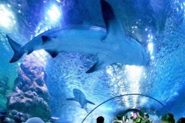 中国十大海洋馆 青岛上榜两家北京海洋馆珍稀动物多插图7