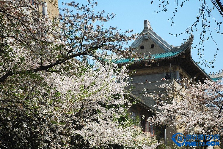 中国的十大赏樱胜地 看樱花不必去日本插图1