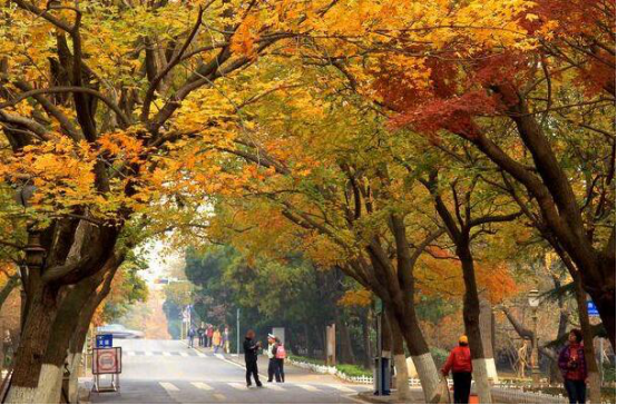 中国十大魅力古街 八大关第六,第二被誉为“亚洲第一街”插图5