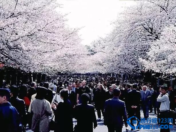 2016日本全国赏樱名所TOP10插图2