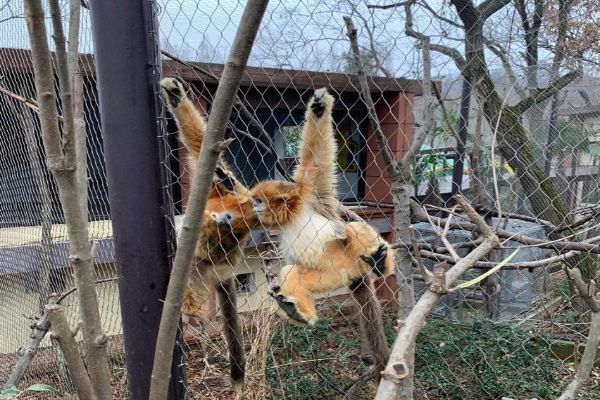 中国十大最受欢迎动物园 广州长隆野生动物世界上榜插图4